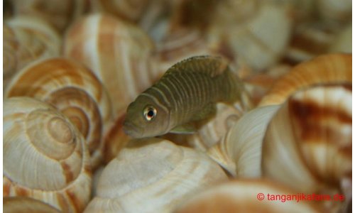 Neolamprologus similis